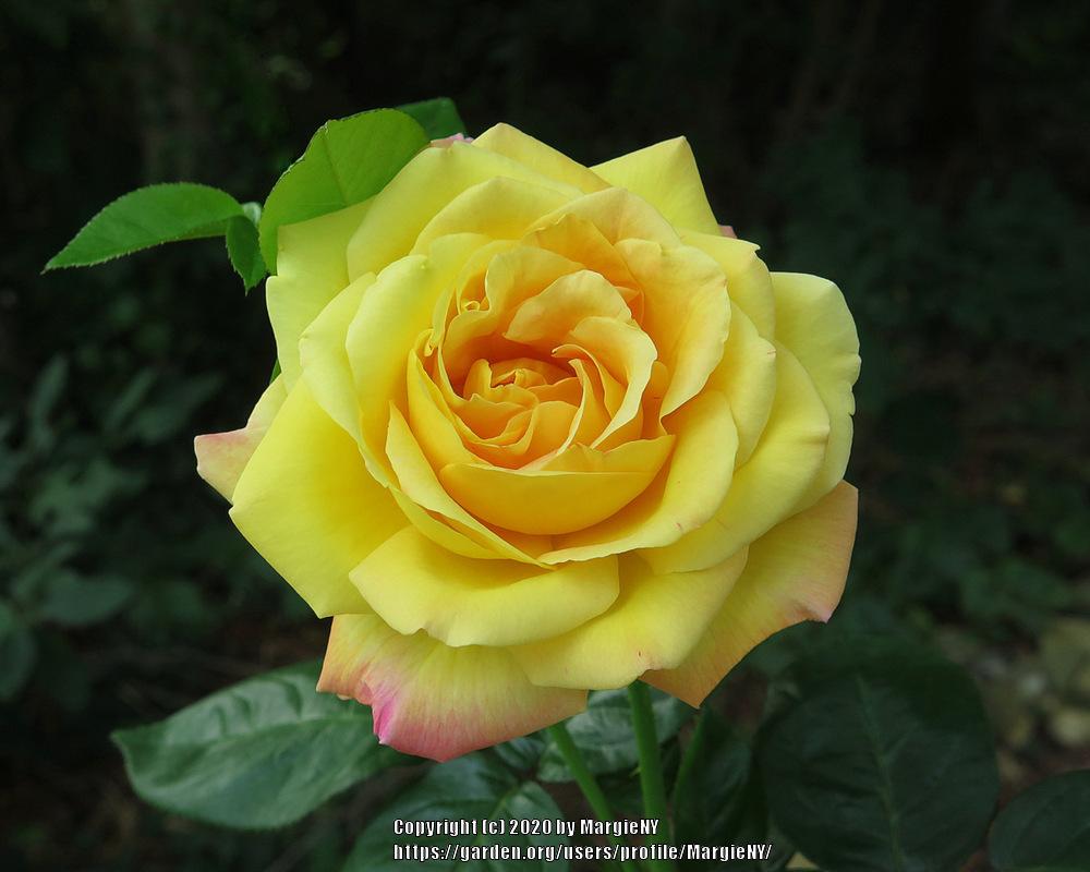 Rose (Rosa 'Peace') in the Roses Database