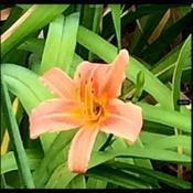 Location: Stoneham MADate: July17, 2015Not sure if I still have this