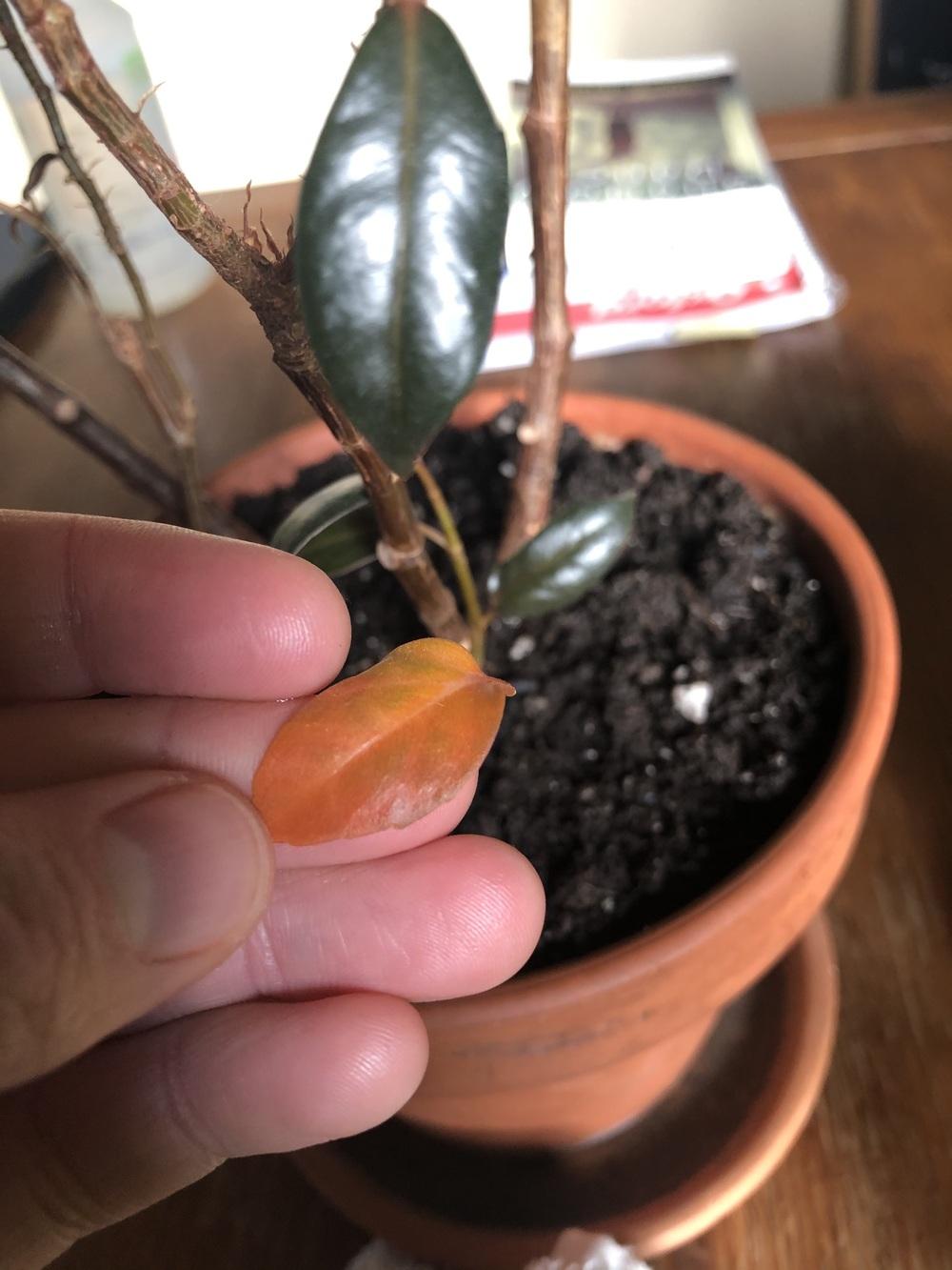 Rubber Plant orange leaves?! Why? in the Ask a Question forum
