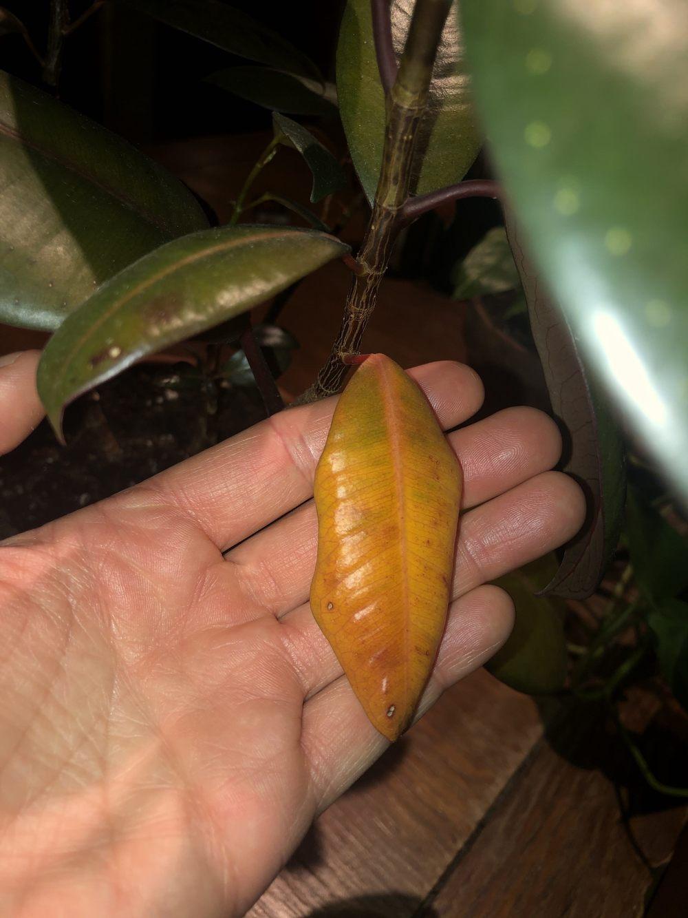 Rubber Plant orange leaves?! Why? in the Ask a Question forum