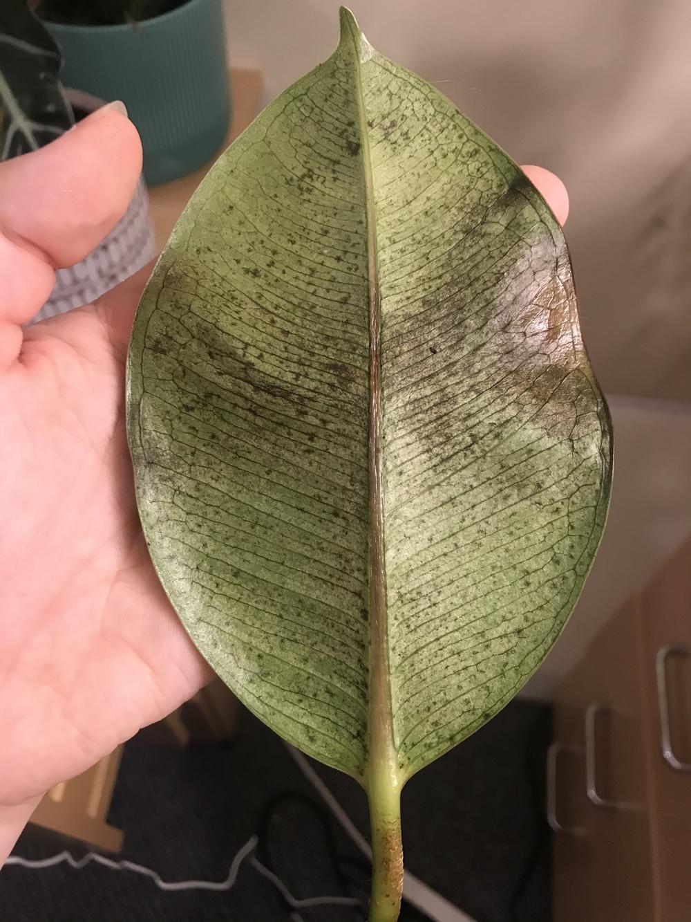 Brown spots on rubber plant in the Ask a Question forum