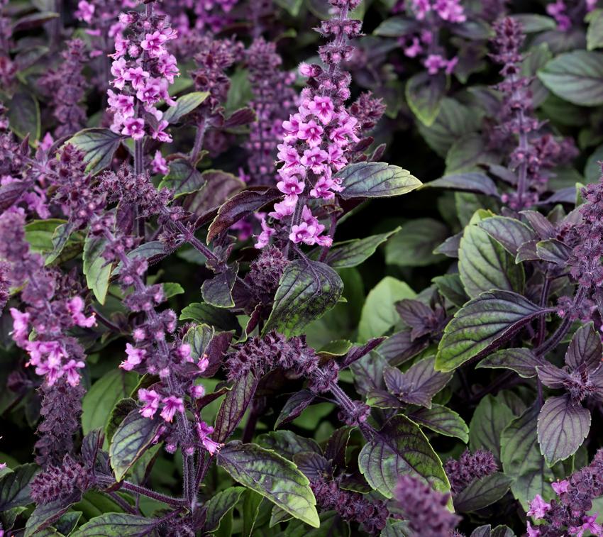African Blue Basil (Ocimum 'African Blue') in the Basils Database