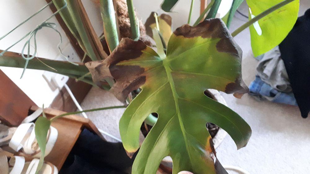My cheese plant is dying please help in the Houseplants forum