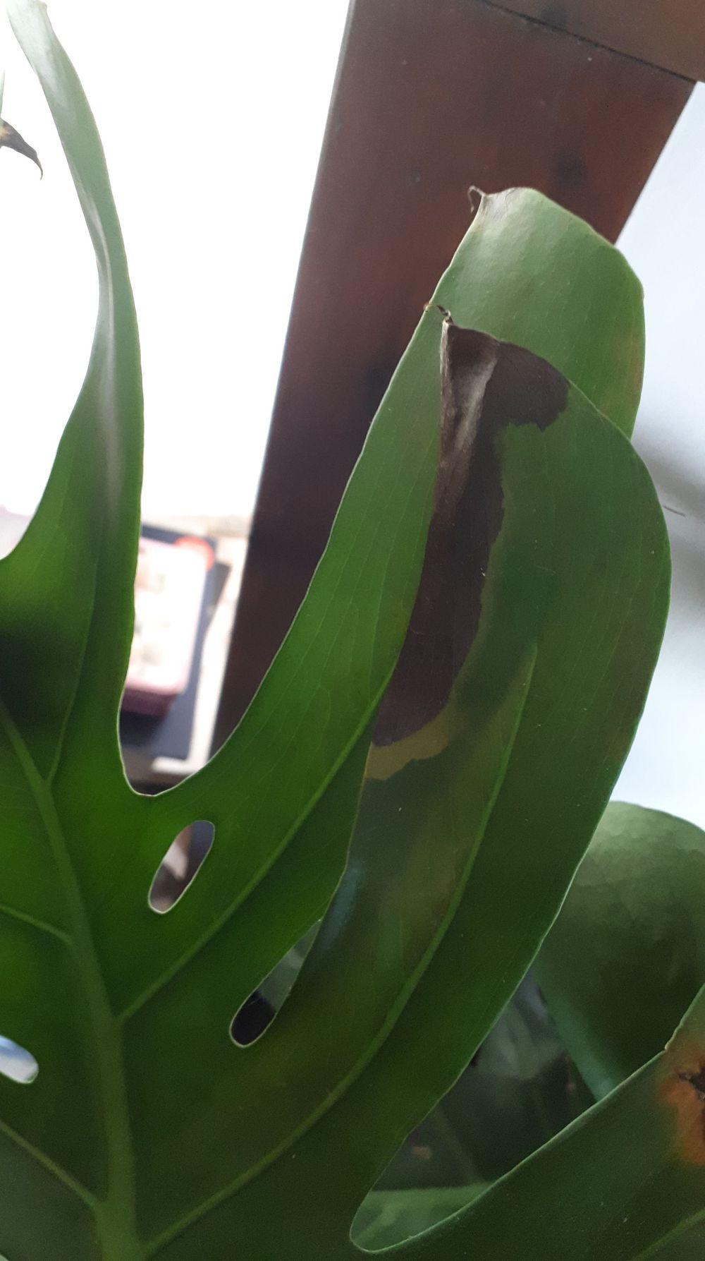 My cheese plant is dying please help in the Houseplants forum