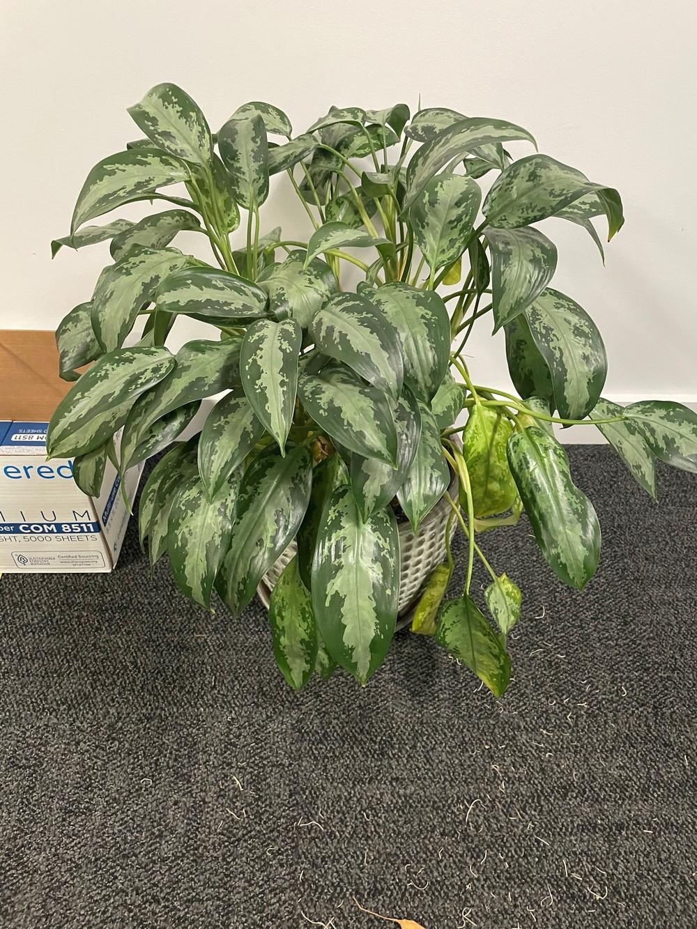 My Chinese Evergreen is dying ( in the Ask a Question forum