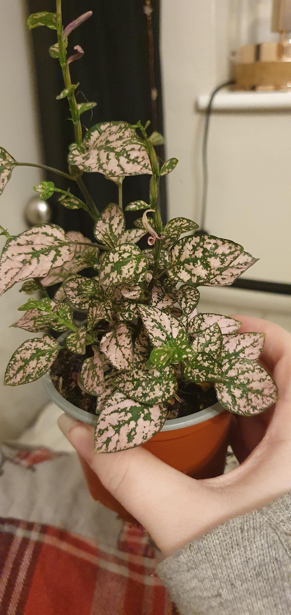 Houseplants Forum Rescuing A Leggy Polka Dot Plant Help Garden Org