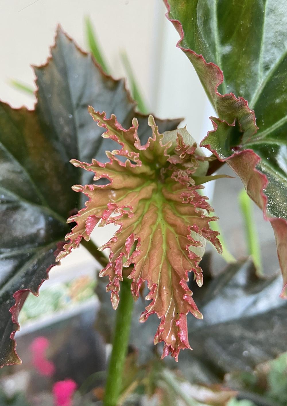 Begonias Plant Care and Collection of Varieties