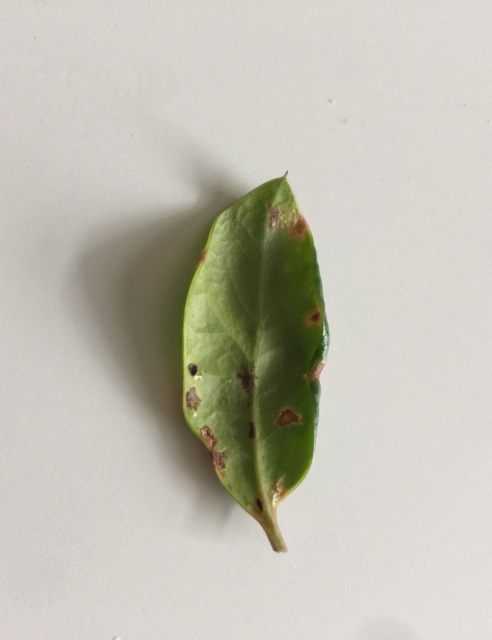 Holly leaf turn yellow in the Pests and Diseases forum