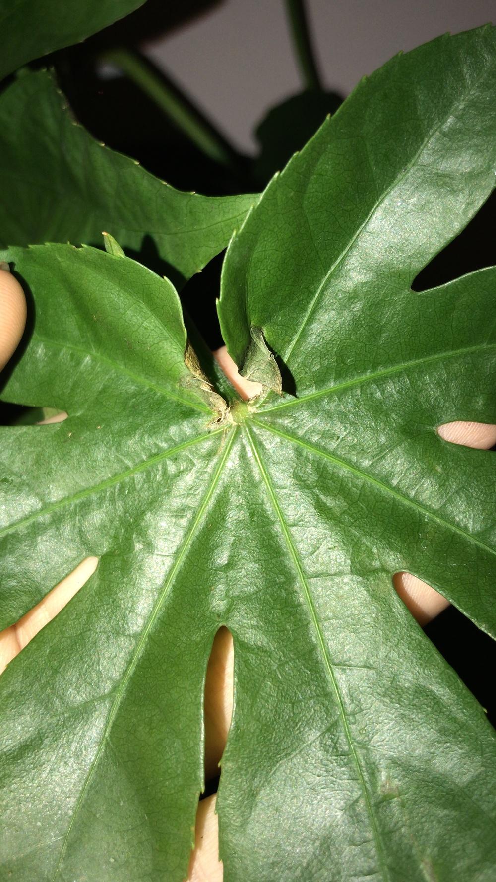 Fatsia japonica drooping in the Houseplants forum