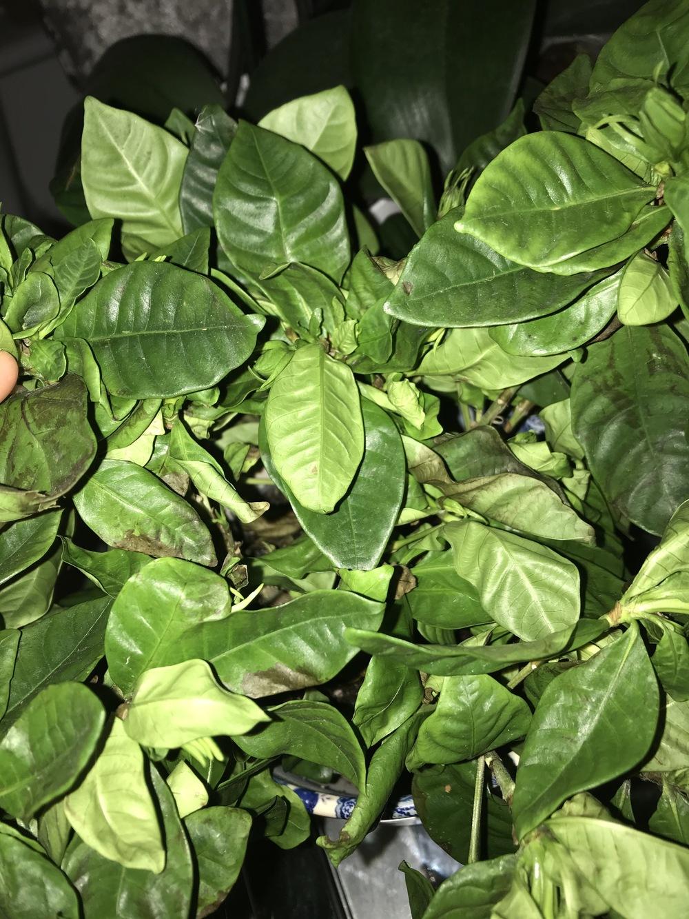 First time Jasmine grower now plant dying!!! in the Ask a Question forum