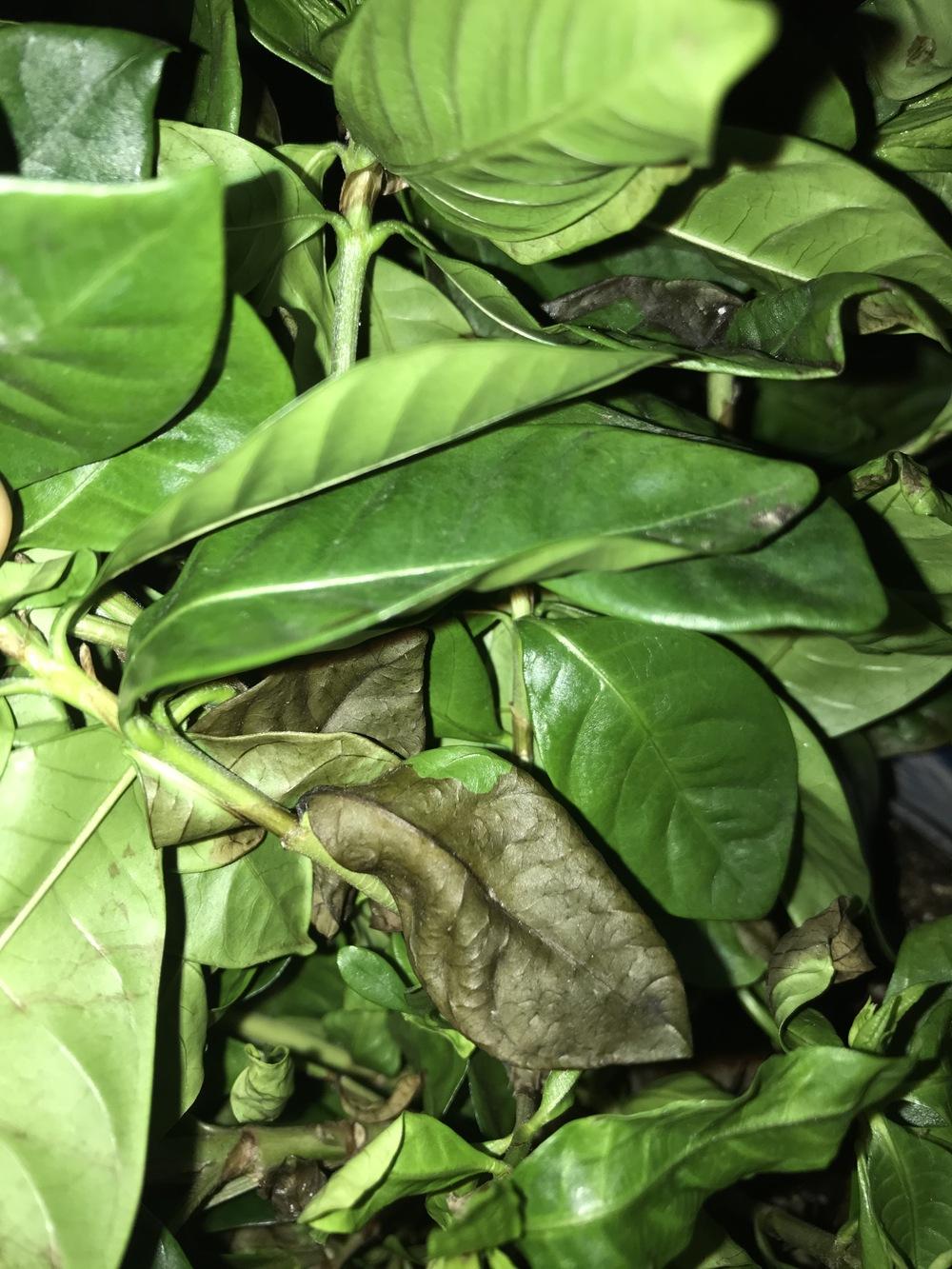 First time Jasmine grower now plant dying!!! in the Ask a Question forum