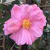 purchased from Camellia Forest Nursery
