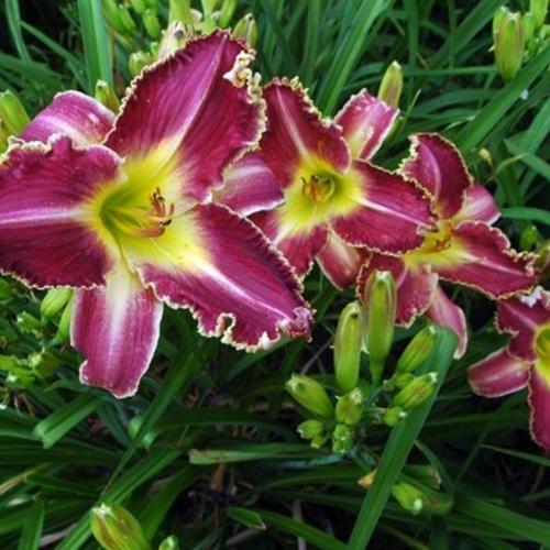 Daylily (Hemerocallis 'Gypsy Cats') in the Daylilies Database