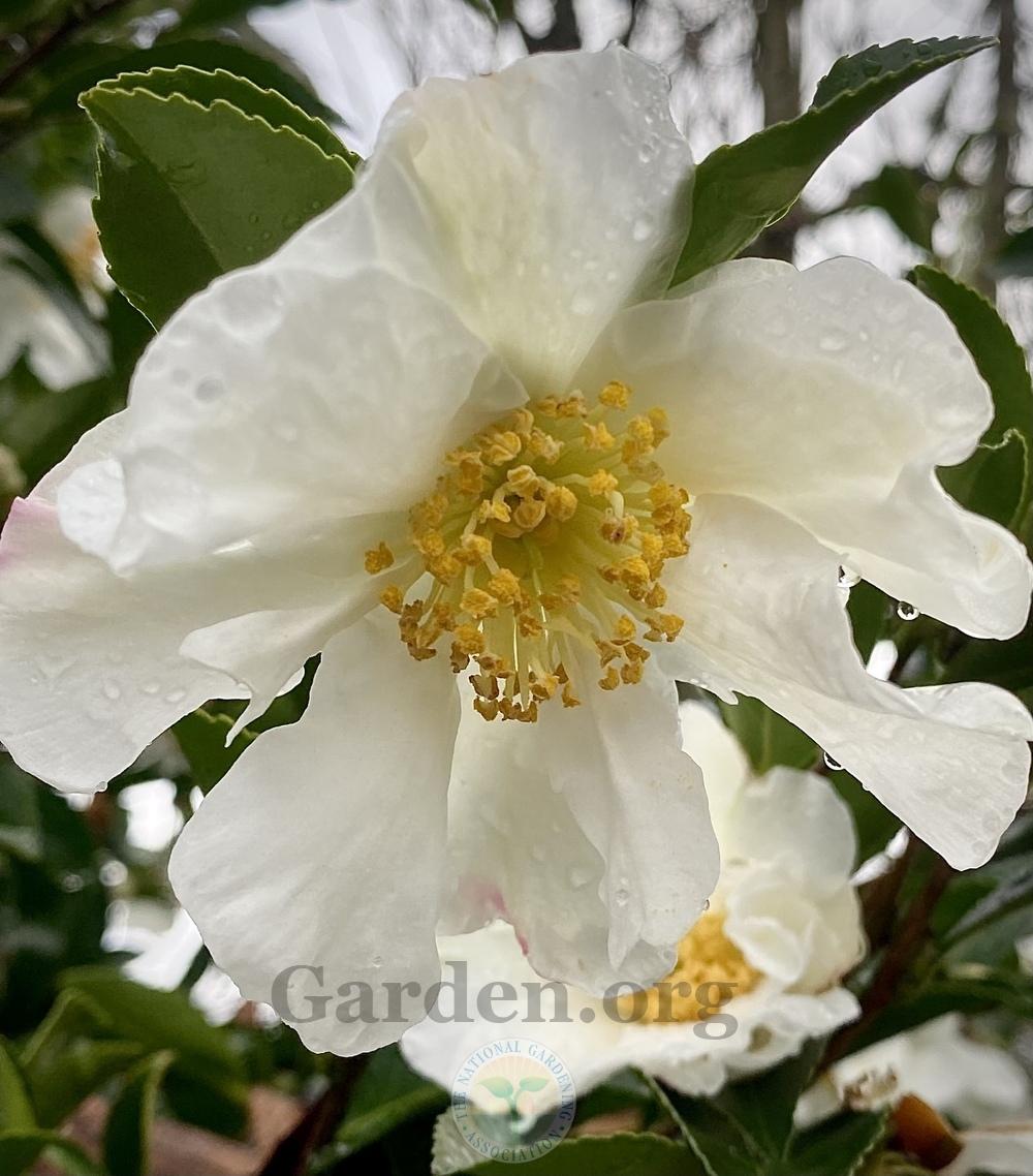 Sasanqua Camellia (Camellia oleifera 'Daydream') in the Camellias
