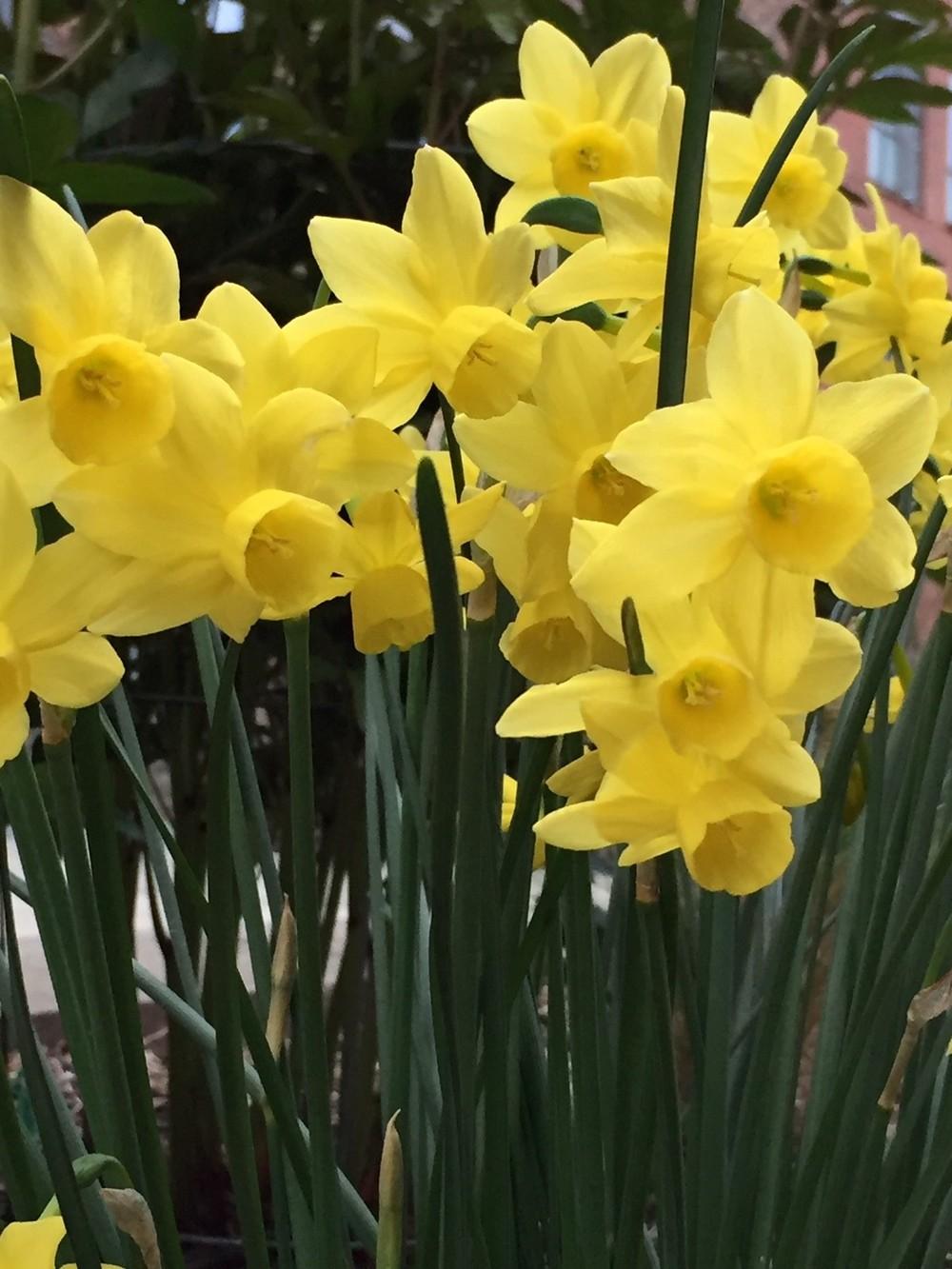 Triandrus Daffodil (Narcissus 'Sunlight Sensation') in the Daffodils