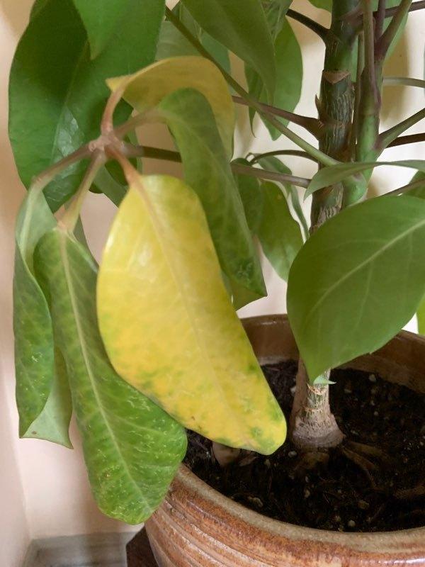 Umbrella plant yellowing leaves (and brown marks?) in the Ask a