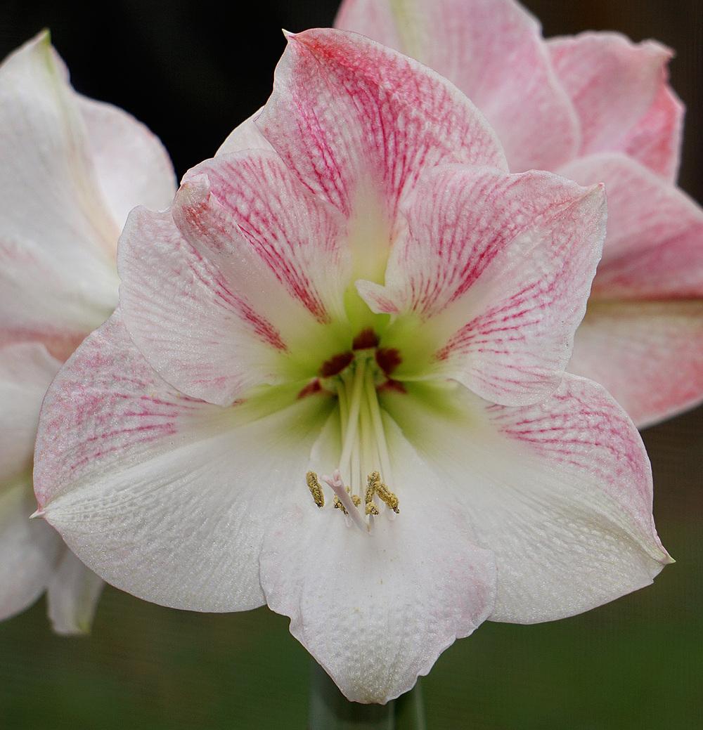 Photo of the bloom of Amaryllis (Hippeastrum &lsquo;Cherry Blossom&rsquo;) posted