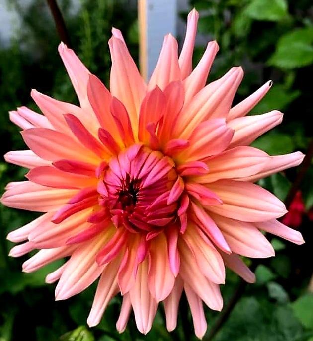 Dahlia &lsquo;Seagull&rsquo; in the Dahlias Database - Garden.org