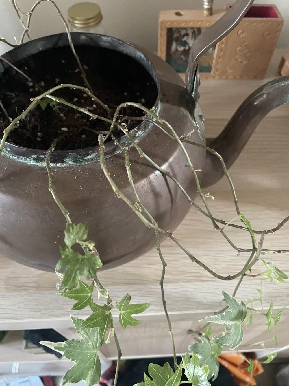Is my english ivy over watered, under watered, not enough light or too