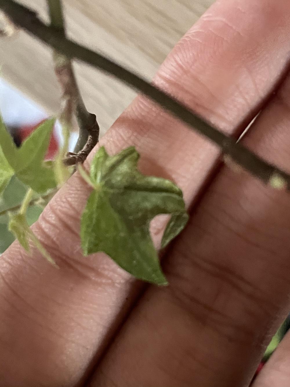 Is my english ivy over watered, under watered, not enough light or too