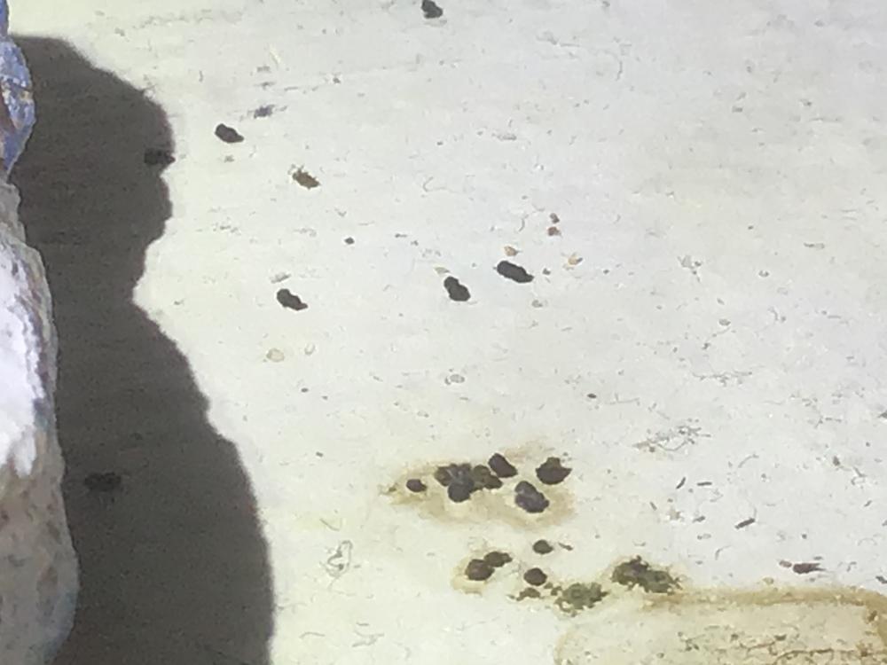 Tiny black eggs/ bugs in my plant. Need help identifying and killing in