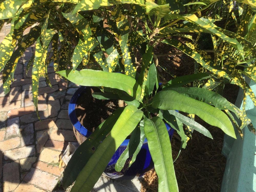 Eleanor Roosevelt Croton (sloppy painter) leaf branch not variegated in