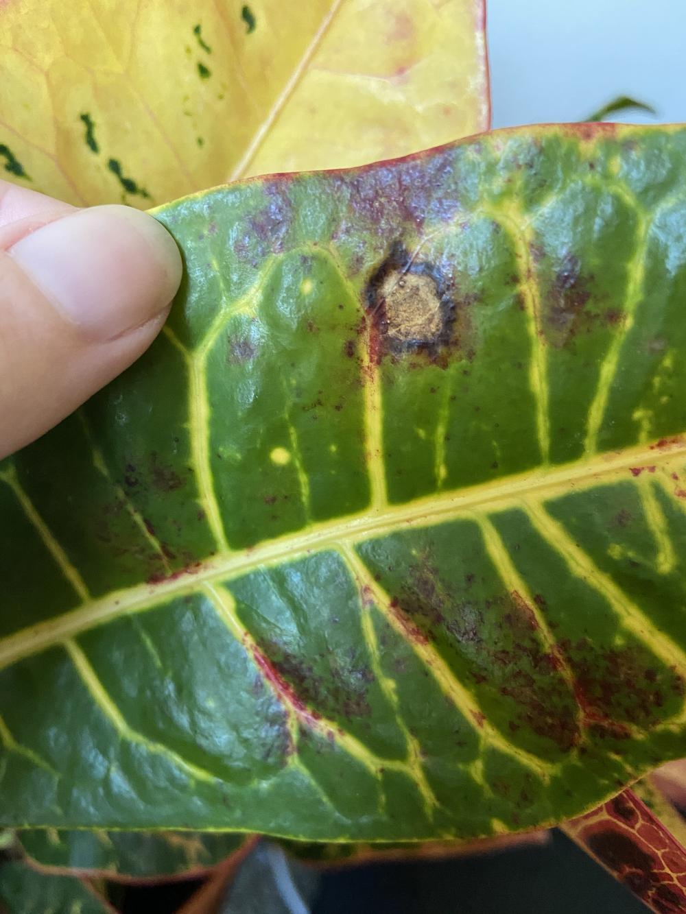 Brown spots on croton in the Houseplants forum