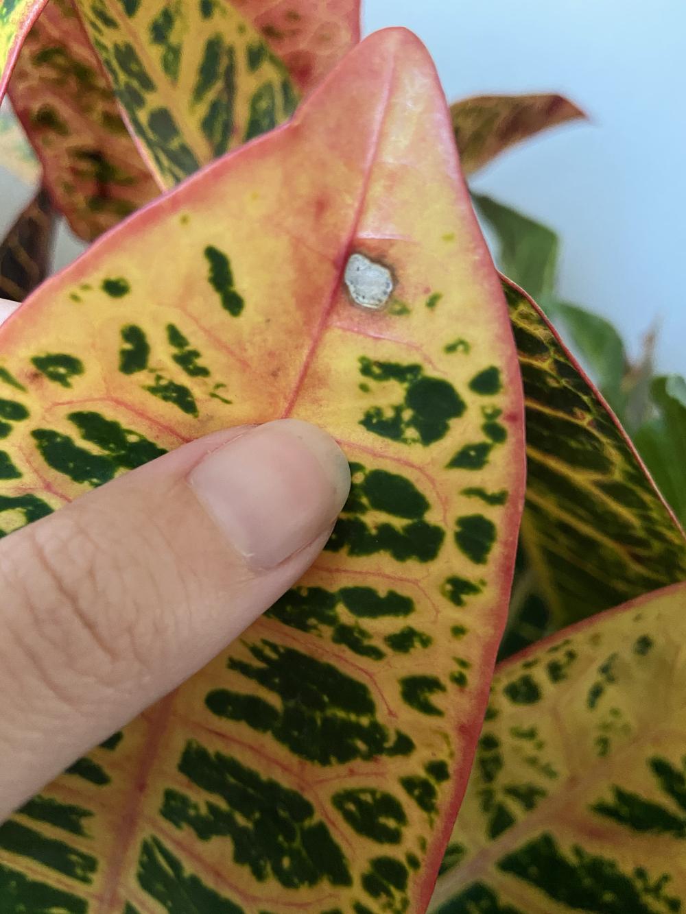 Brown spots on croton in the Houseplants forum