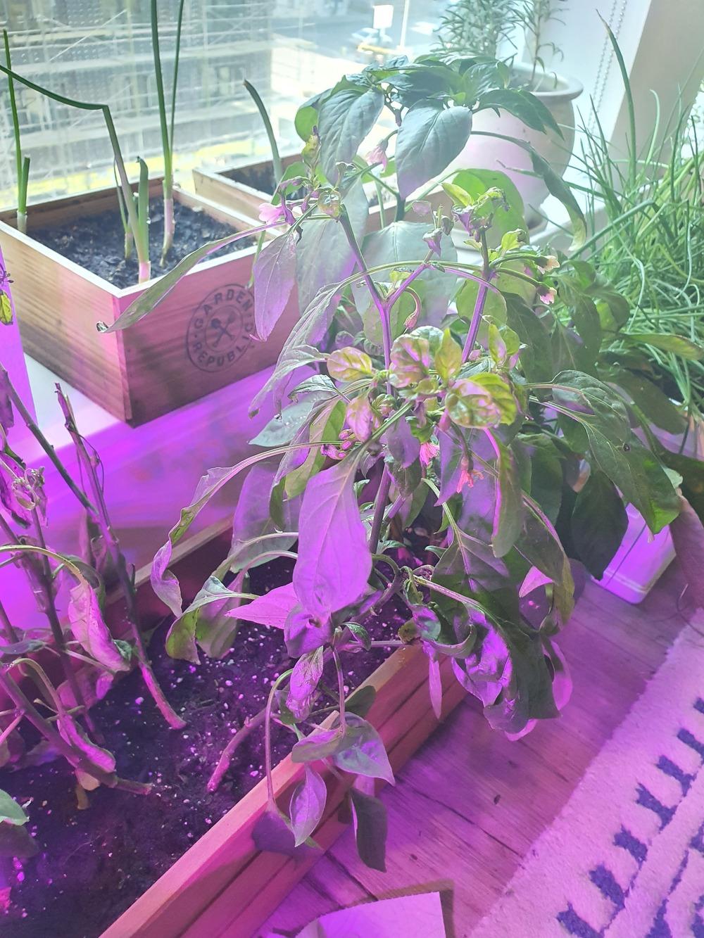 Cayenne pepper plant wilting. in the Ask a Question forum