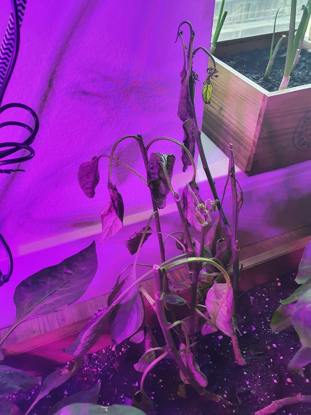 Cayenne pepper plant wilting. in the Ask a Question forum