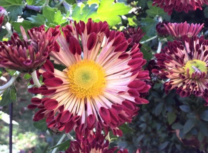 Spoon Mum (Chrysanthemum 'Redwing')