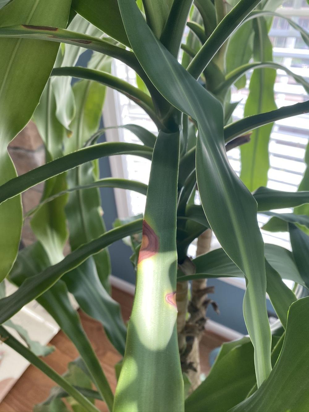 Mass Cane leaves turning yellow/brown in the Ask a Question forum