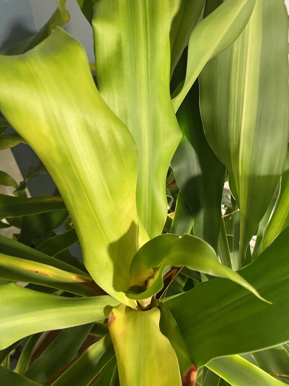 Mass Cane leaves turning yellow/brown in the Ask a Question forum