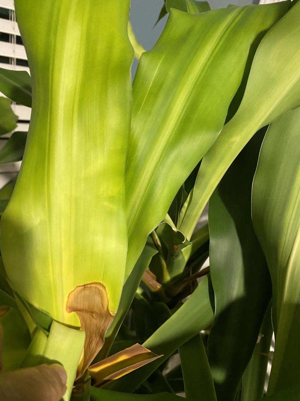 Mass Cane leaves turning yellow/brown in the Ask a Question forum
