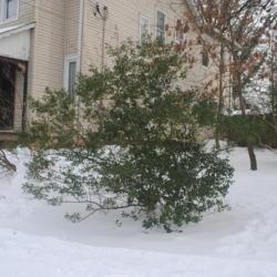 Location: Downingtown Pennsylvania
Date: 2020-12-19
tall, loose-growing form in mostly shady location