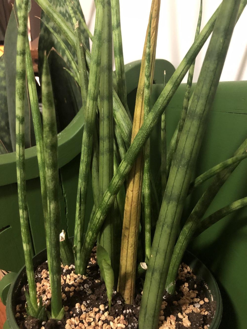Tip of Cylindrical Snake Plant Yellowing in the Cactus and Succulents