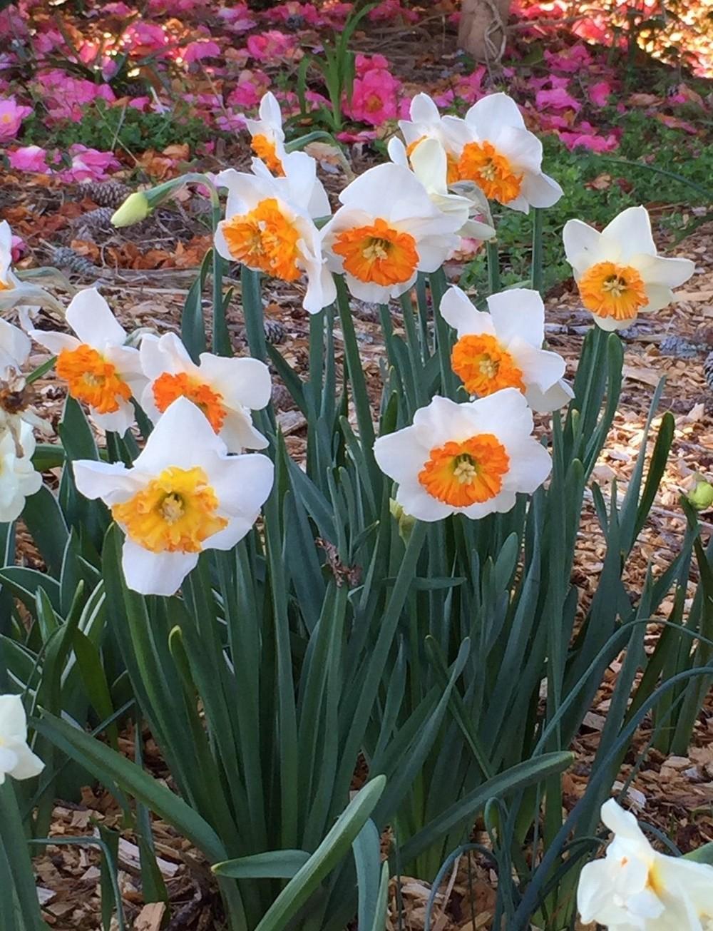 Large Cup Daffodil (Narcissus 'Bella Vista') in the Daffodils Database