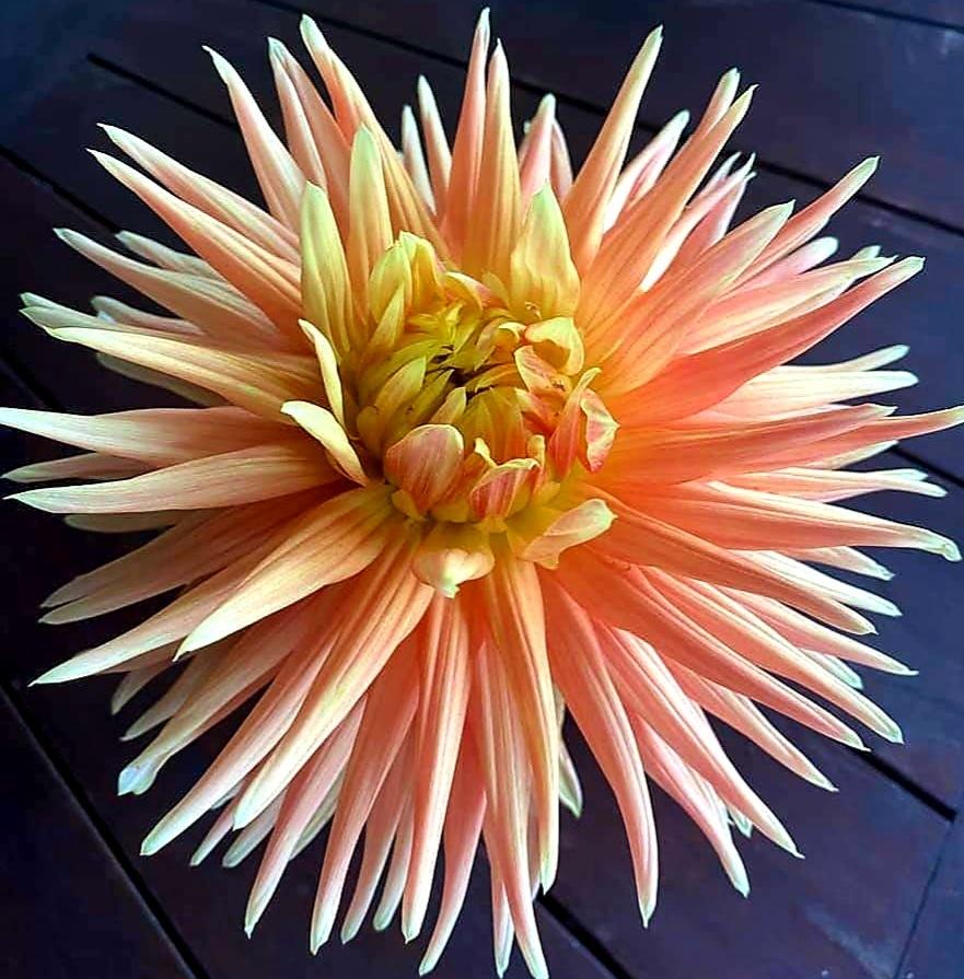 Dwarf Dahlia (Dahlia 'Sunburst') in the Dahlias Database
