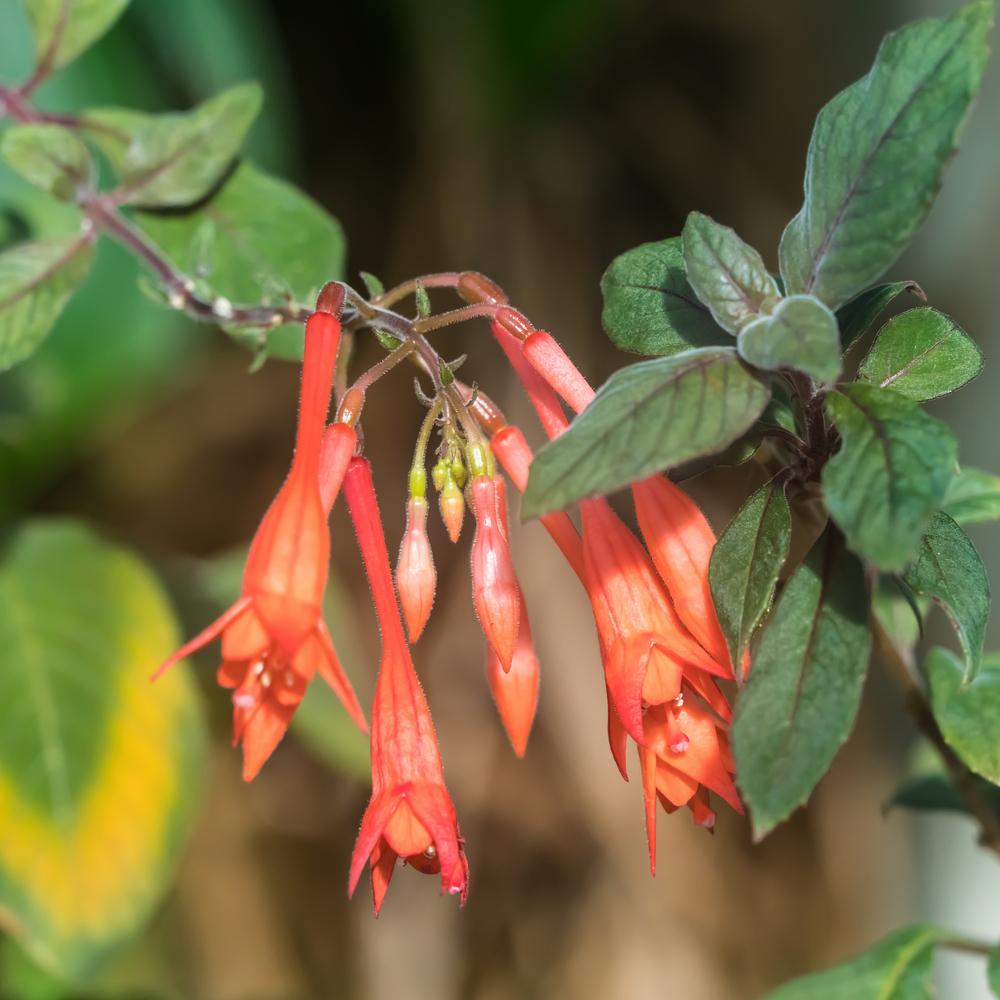 Honeysuckle Fuchsia (Fuchsia triphylla) in the Fuchsias Database