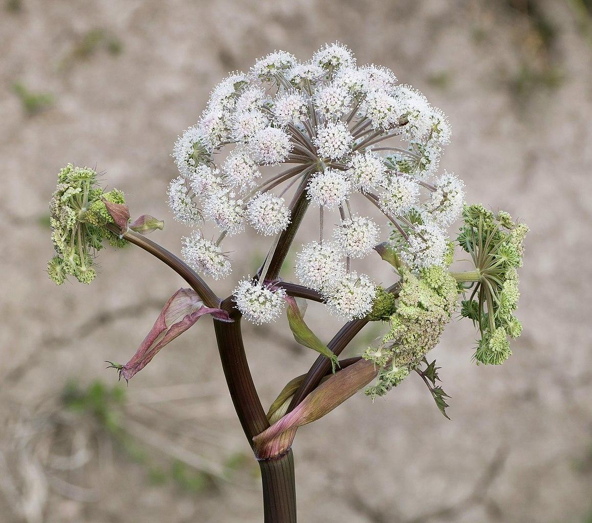 Wild Angelica (Angelica sylvestris)
