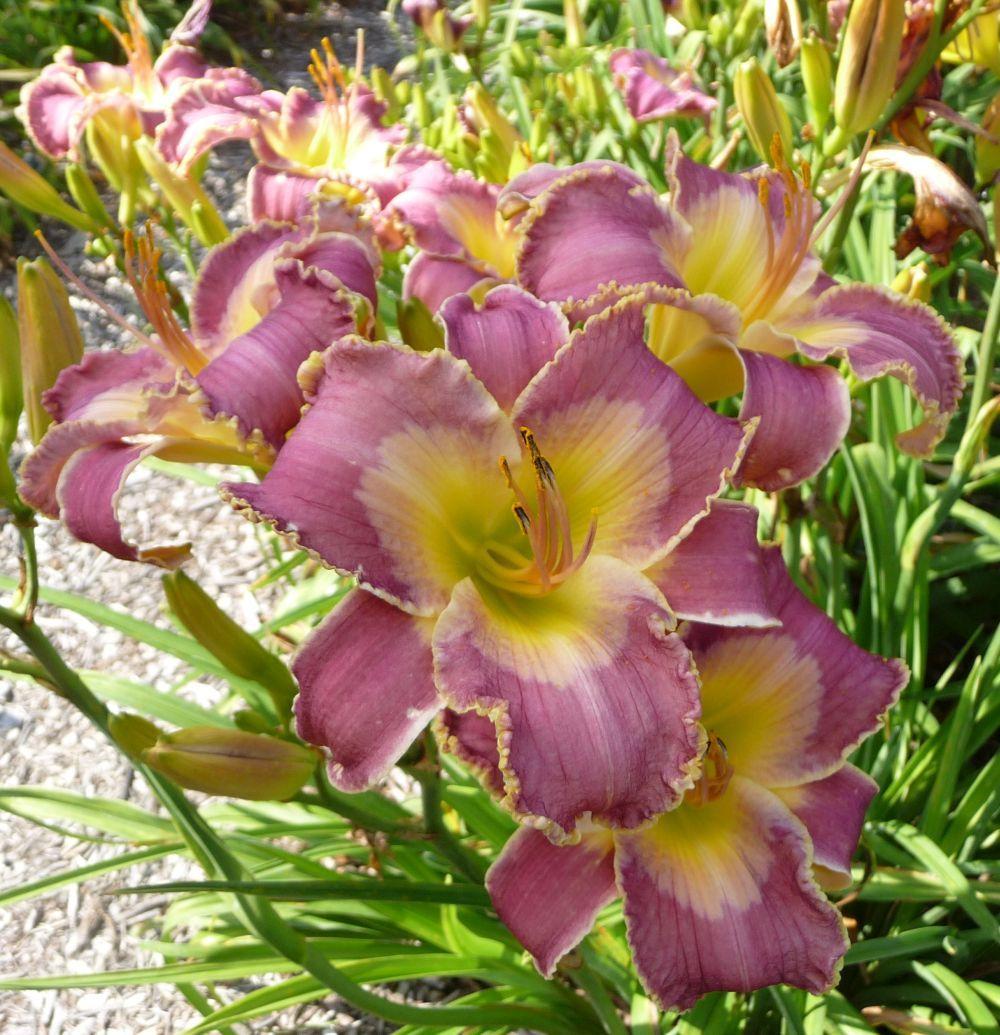 Daylily Hemerocallis Forty Days And Forty Nights In The Daylilies Database Garden Org