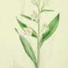 illustration of Cephalanthera longifolia as C. grandiflora from '