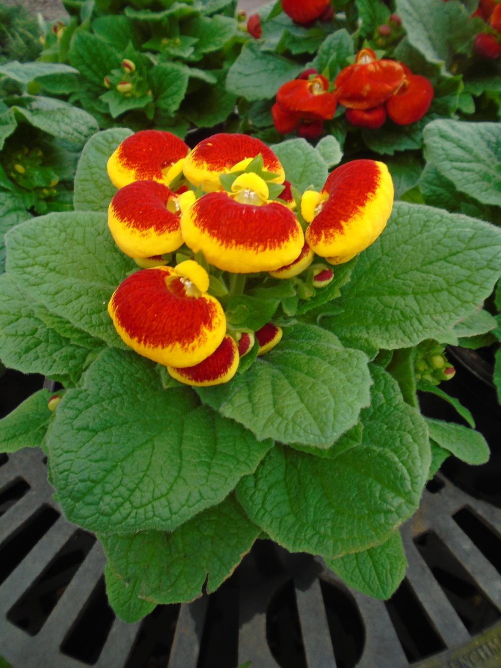 Pocketbook Plant (Calceolaria x herbeohybrida)