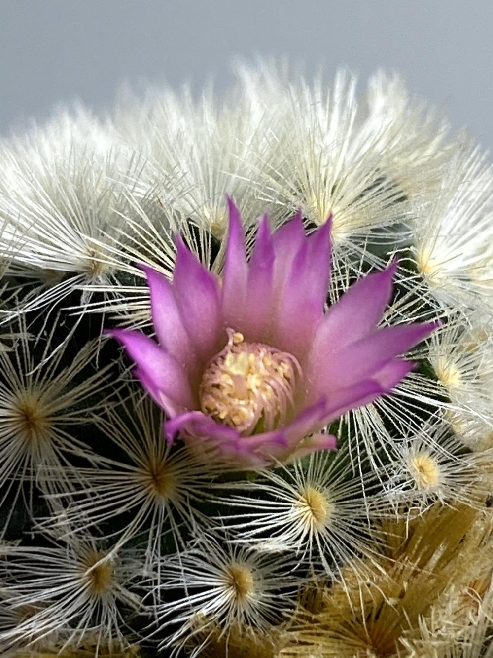 Isla Carmen Pincushion Cactus (Mammillaria carmenae) in the