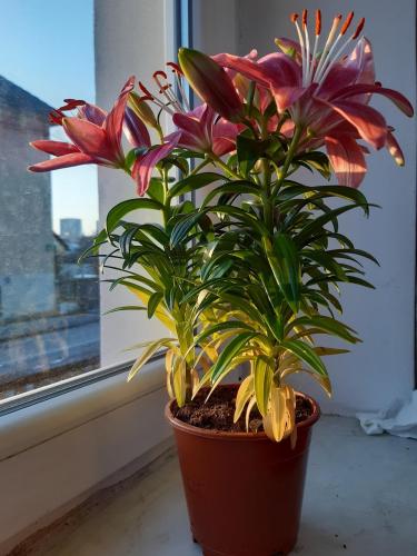 Thumb of 2021-01-11/Flowerspowers/fa1dcf