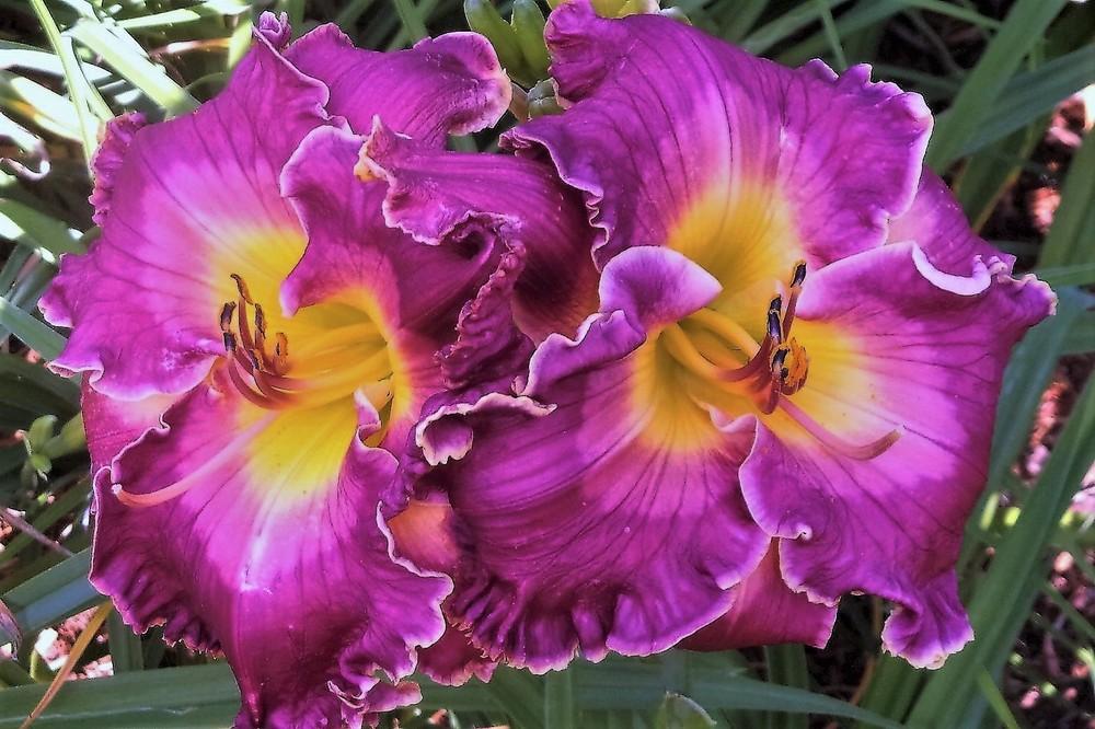 Daylily (Hemerocallis 'Boulevard of Broken Dreams') in the Daylilies