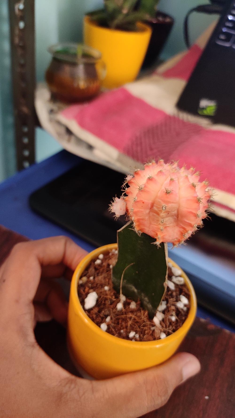 Moon Cactus rotting in the Ask a Question forum