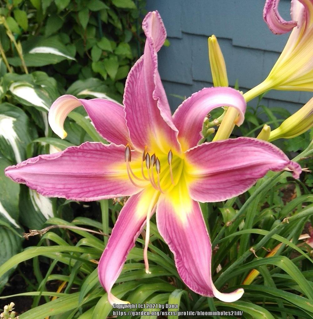Daylily (Hemerocallis 'Arachnidan Trap') in the Daylilies Database