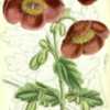 illustration of Meconopsis paniculata susp. paniculata as M. wall