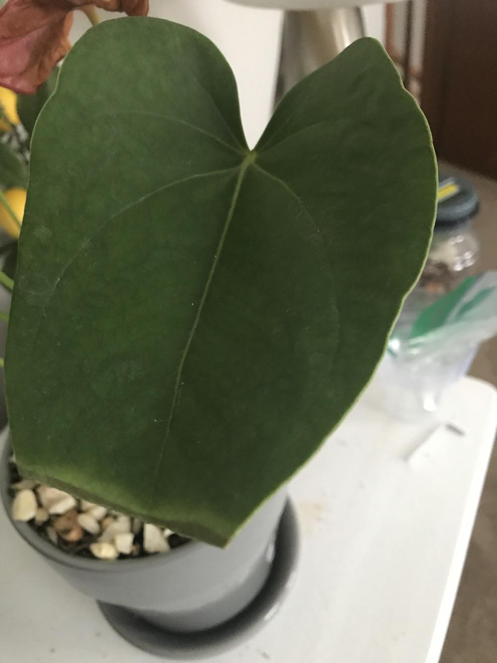 Browning on pruned Anthurium leaves in the Ask a Question forum